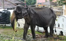 Tikiri, la elefanta esquelética que provocó una gran polémica en Sri Lanka, murió - Noticias de sri-lanka