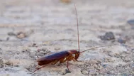 La India: extraen una cucaracha del cráneo de una mujer 