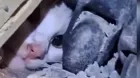 ¿Cómo sobrevivió una gata 23 días bajo escombros en Venezuela?