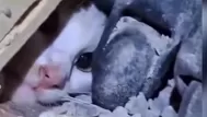 ¿Cómo sobrevivió una gata 23 días bajo escombros en Venezuela?