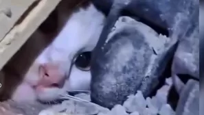 La gata Luli fue rescatada con vida tras permanecer 23 días atrapada bajo los escombros de un edificio en Venezuela. La felina sobrevivió sin heridas graves y se reencontró con su familia en La Guaira. Video: Canal N
