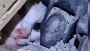 La gata Luli fue rescatada con vida tras permanecer 23 días atrapada bajo los escombros de un edificio en Venezuela. La felina sobrevivió sin heridas graves y se reencontró con su familia en La Guaira. Video: Canal N