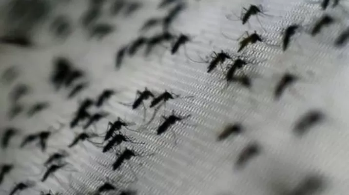Aedes aegypti. (Vía: Twitter) Aedes aegypti. (Vía: Twitter)