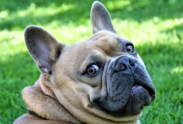 como limpiar las orejas del perro