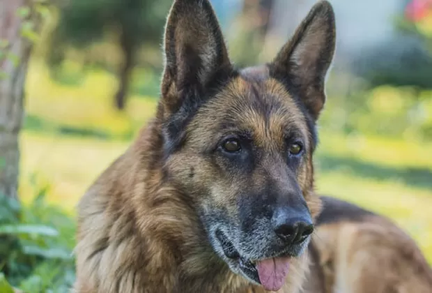 como limpiar las orejas del perro