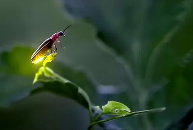 ¿Por qué las luciérnagas están en peligro de extinción?