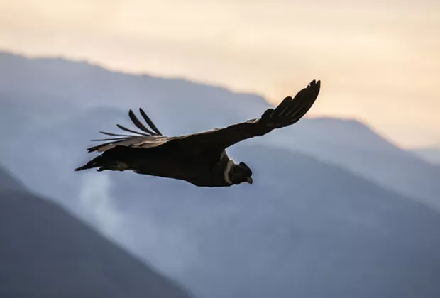 mirador de condores cusco
