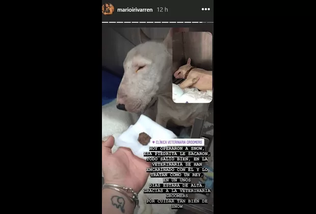 Mario Irivarren consiguió hogar para el perro que encontró en la Panamericana Sur