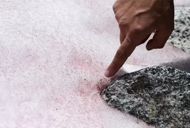 Los peligrosos efectos de la nieve rosa que apareció en Italia
