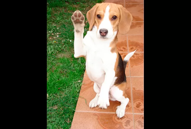 patitas de perro