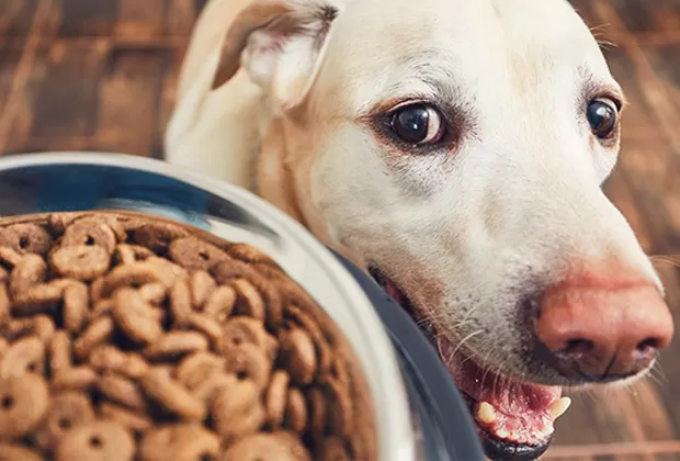 ¿Por qué tu perro se emociona cuando llegas a casa?