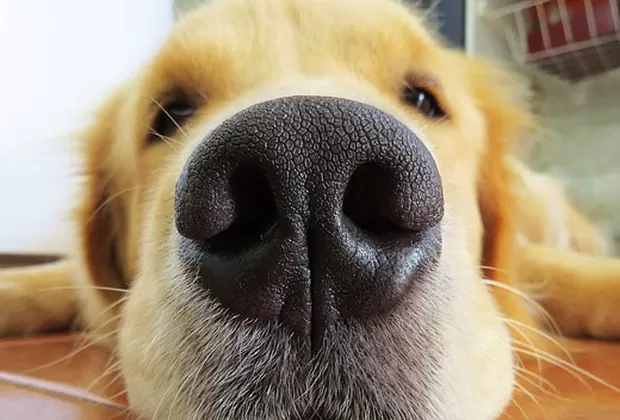 ¿Por qué tu perro se emociona cuando llegas a casa?
