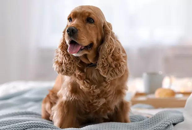 ¿Por qué tu perro se emociona cuando llegas a casa?