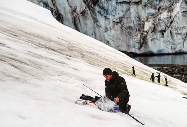 ¿Por qué la Antártida se está tiñendo de verde?