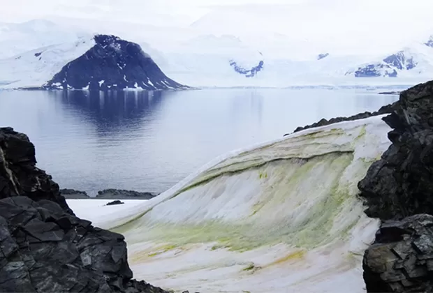 ¿Por qué la Antártida se está tiñendo de verde?