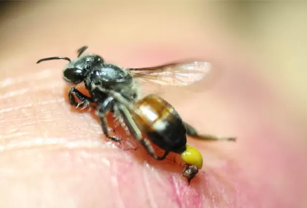 ¿Qué hacer cuando te pica una abeja?