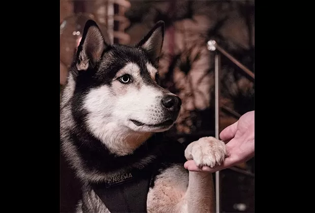 por que mi perro pone la pata encima de mi