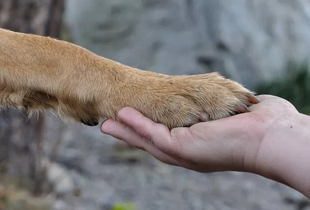 por que tu perro pone su pata sobre ti