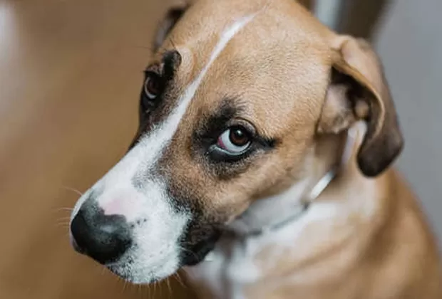 ¿Por qué tu perro te mira a todas horas?