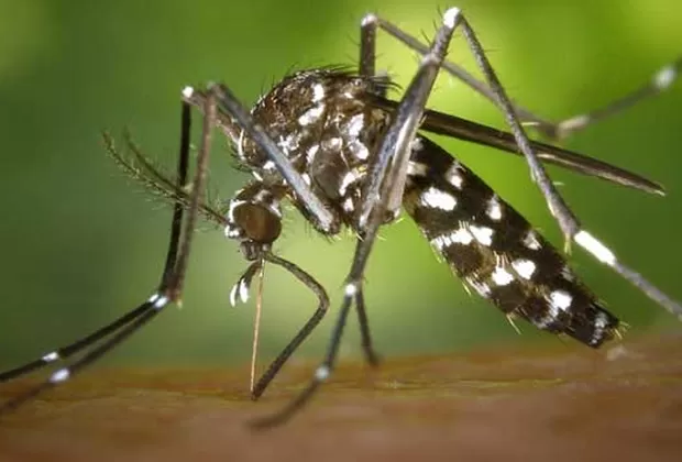 por que los mosquitos te pican los talones