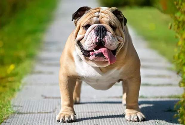 razas de perro que son propensas a engordar