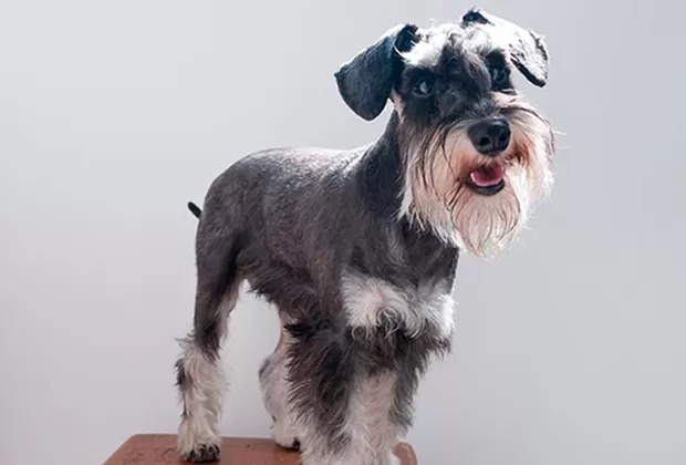 razas de perro que son propensas a engordar