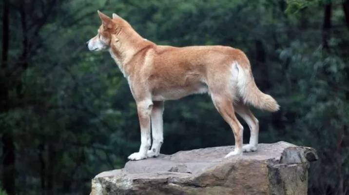 Águila arrojó a un perro en patio de una casa y resultó ser un dingo casi extinto. Foto: pxhere.com Águila arrojó a un perro en patio de una casa y resultó ser un dingo casi extinto. Foto: pxhere.com