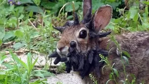 Aparición de ‘Conejos Frankenstein’ genera preocupación, pero ¿Qué dicen los expertos? / Captura