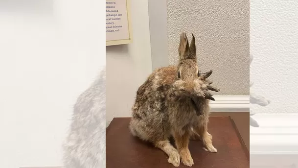 De acuerdo con los investigadores, están infectados con el virus del papiloma Shope, en gran medida inofensivo / Captura