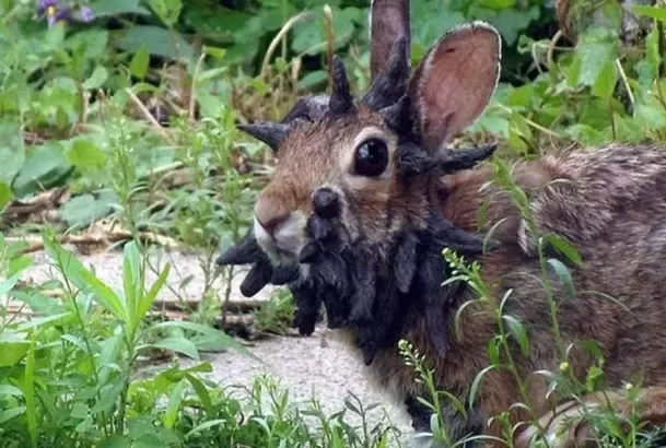 Los conejos fueron vistos en Fort Collins, a 105 kilómetros al norte de Denver / Captura