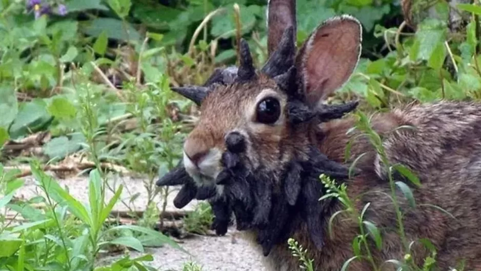 Aparición de ‘Conejos Frankenstein’ genera preocupación, pero ¿Qué dicen los expertos? / Captura
