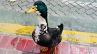 Argentina: Pato fue denunciado y retirado del centro de Mendoza
