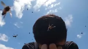 Abejas gigantes atacaron a pareja de turistas / Video: The Buddymoon