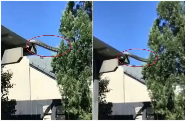 Graban a serpiente gigante en techo de una vivienda / Canal N