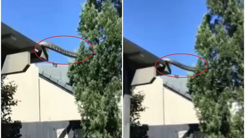 Australia: Graban a serpiente gigante en techo de una vivienda 