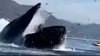 Ballena jorobada se tragó a dos mujeres y luego las expulsó / Video: @Sunlight199010