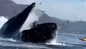 Ballena jorobada se tragó a dos mujeres y luego las expulsó / Video: @Sunlight199010