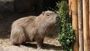 Hecho ocurrió en el Club Naútico de San Isidro