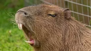 Los capibaras no dejan de causar sensación. Video: TikTok @luksrojas10
