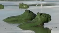 ¿Capibaras verdes? Extraño hallazgo en Argentina