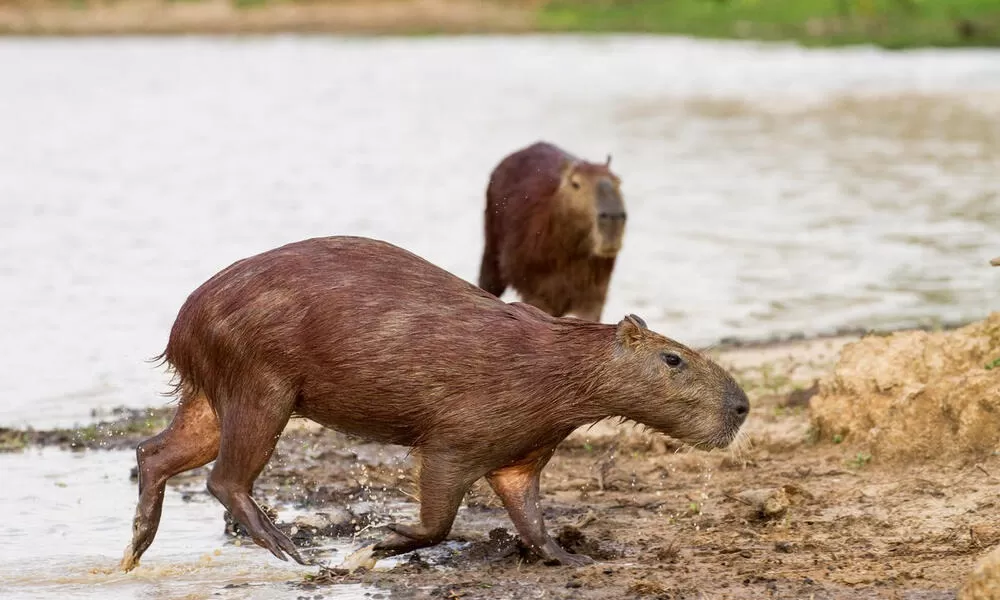 Los capibaras son roedores gigantes y semiacuáticos / National Geographic 