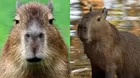 ¿Por qué los capibaras son tan populares?