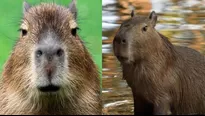 La popularidad de los capibaras 