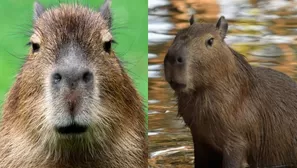 La popularidad de los capibaras 