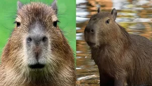 La popularidad de los capibaras 