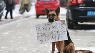 China: can lleva letrero pidiendo información para encontrar a su cachorro perdido