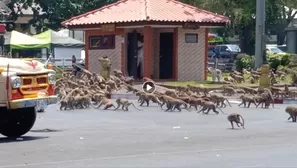 Tailandia: Cientos de monos pelean por comida luego que el coronavirus frenara el turismo. Video: Sasaluk Rattanachai  