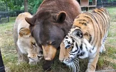 Conoce al león, el tigre y el oso que son amigos desde hace 13 años - Noticias de oso