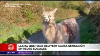 Llama hace delivery en Gales.