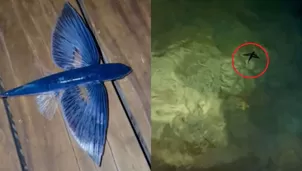 Devolvió un pez volador al mar, pero todo terminó mal / TikTok: @craigdavid